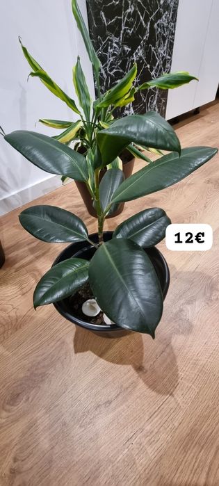 Conjunto de Plantas de Interior