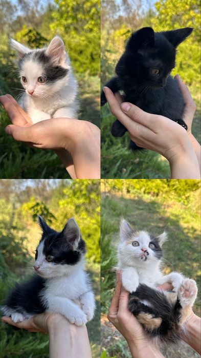 Кошеня хлопчик в хороші руки
