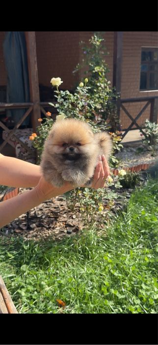 Міні хлопчик Померанського шпіца Teddy!