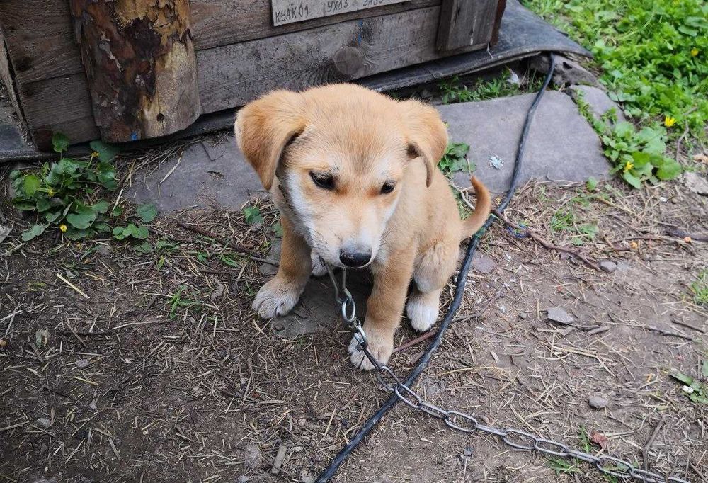 Маленький лобрадорчик