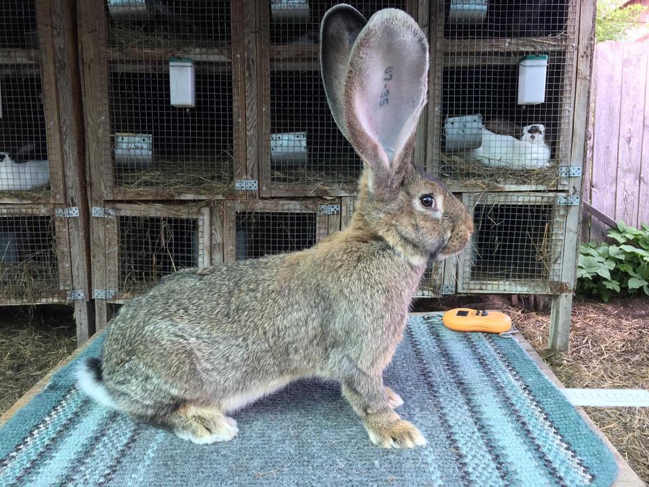 Бельгійський велетень  ( сірий )
