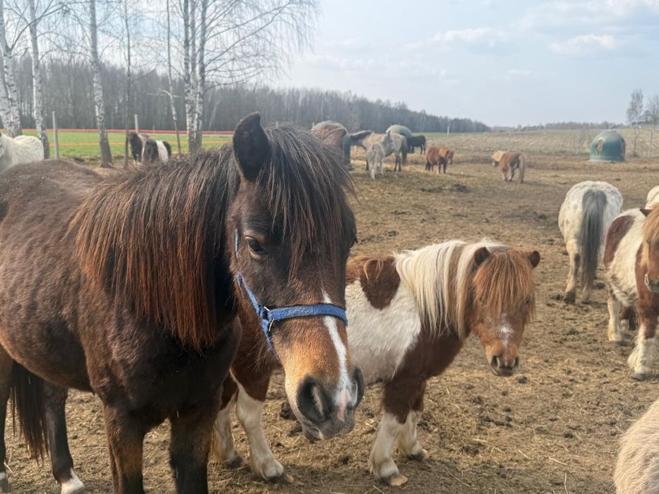 Kruszynka i Karmelka kucyki do darmowej adopcji