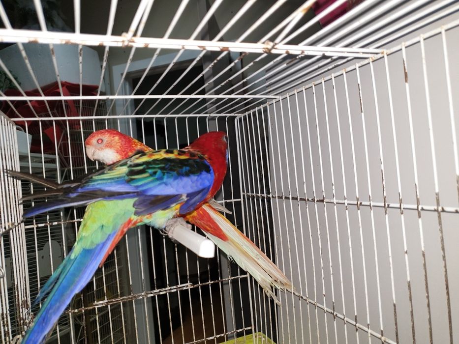 Roselias  vermelhas repordutores