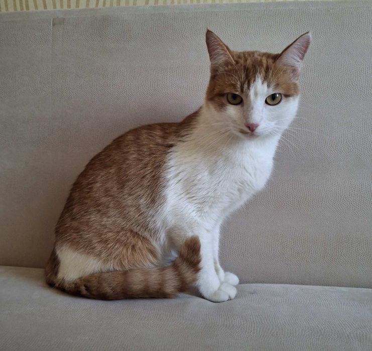 Кастрированный бело-рыжий котёнок-подросток ищет дом! Отдам в хорошие