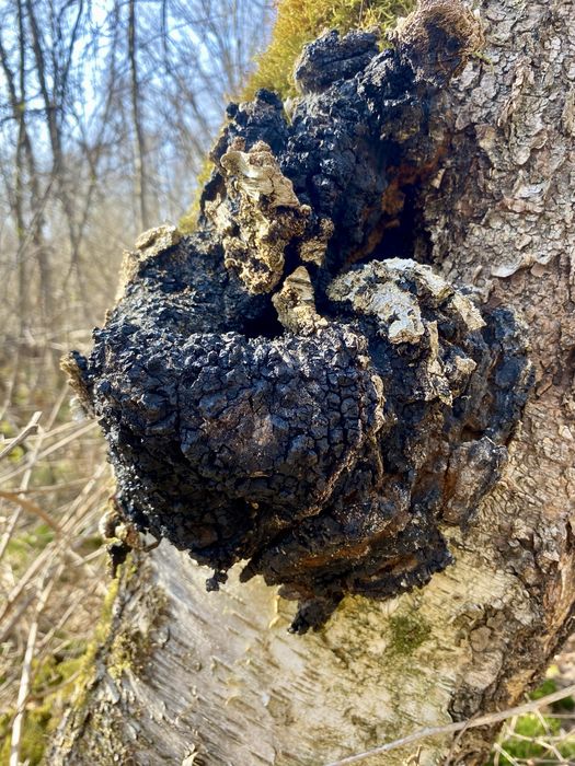 Wrośniak,Chaga,Białoporek,Pniarek.0,7 kg