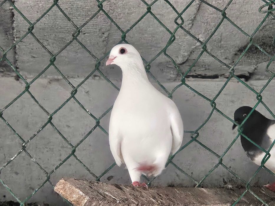 Gołębie na wesele, ślub