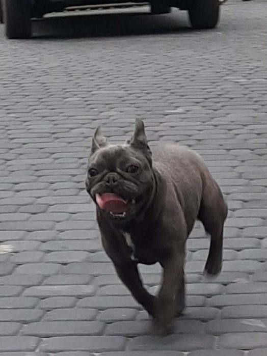 Buldog francuski suczka