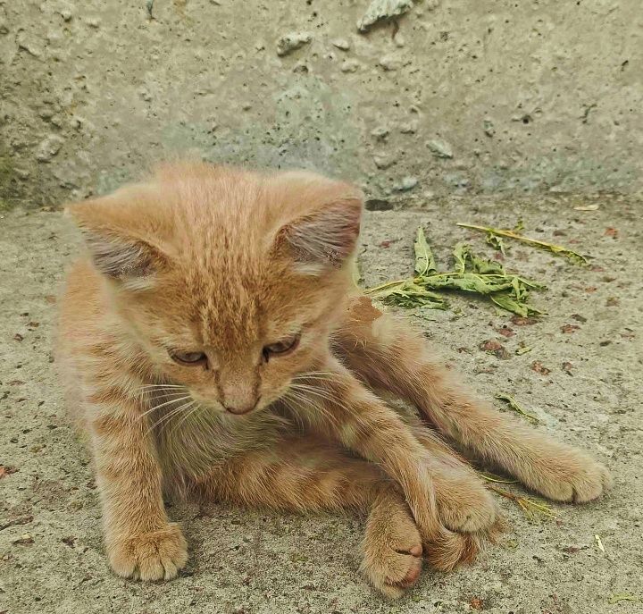 Котодітки шукають родини!