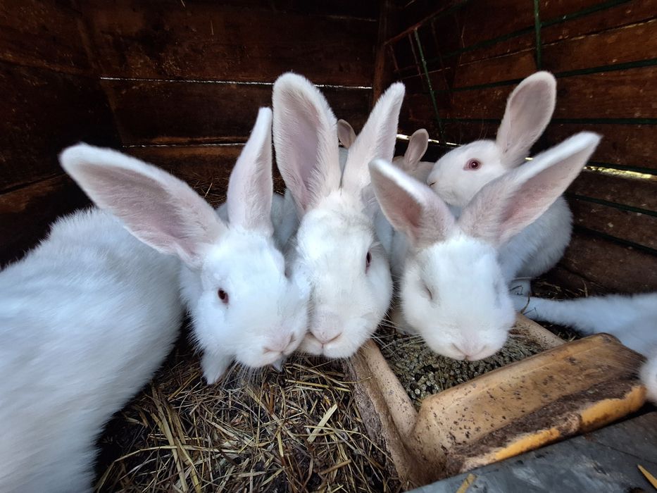 Młody królik nowozelandzki