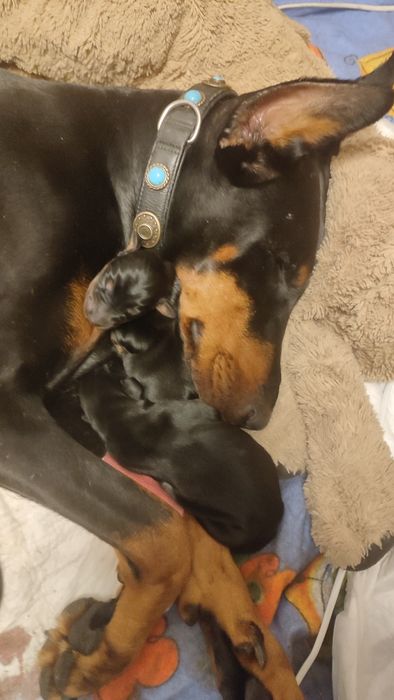 Інструктор по в'язці собак натурально і штучне запліднення