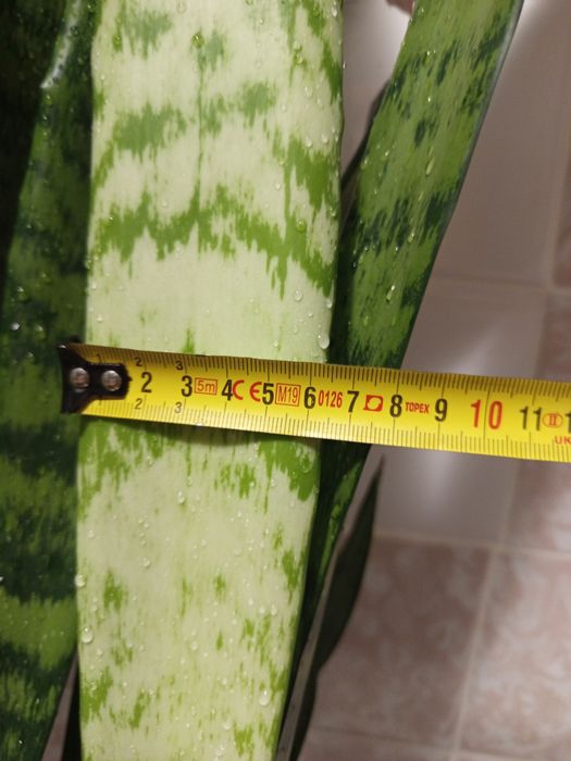 Сансевієрія/сансев'єрія/тещин язик