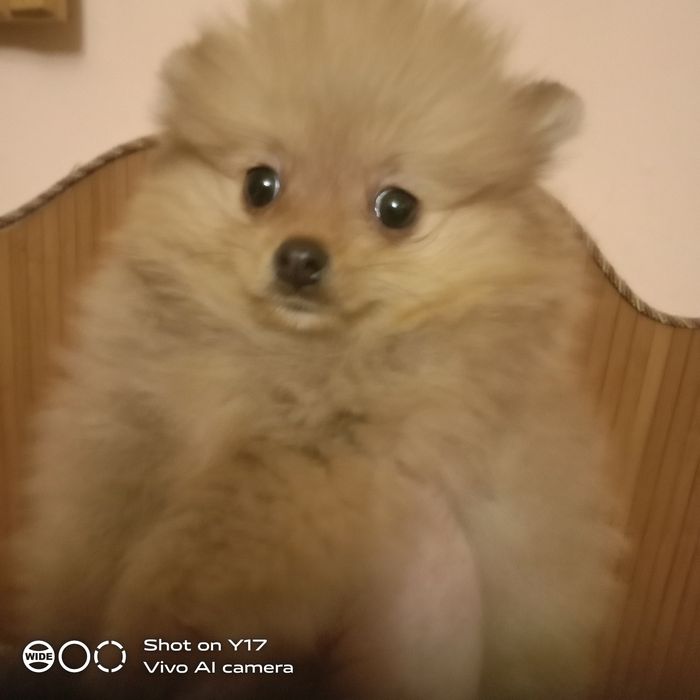 Хлопчик Померанський шпіц