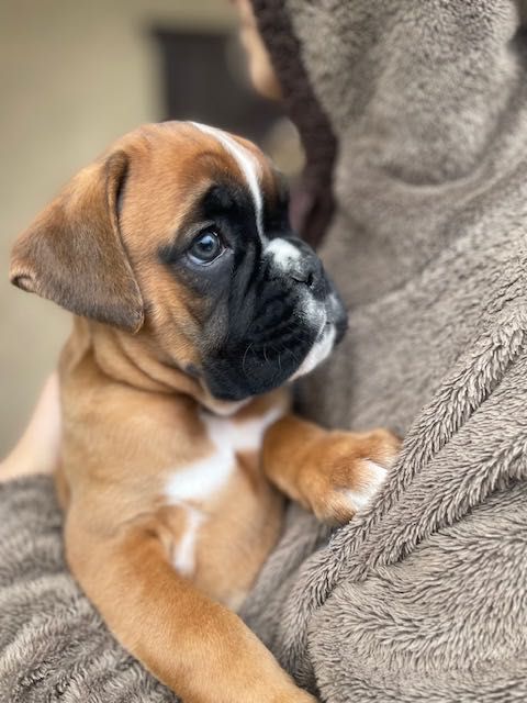 Німецький боксер . Рудий хлопчик .