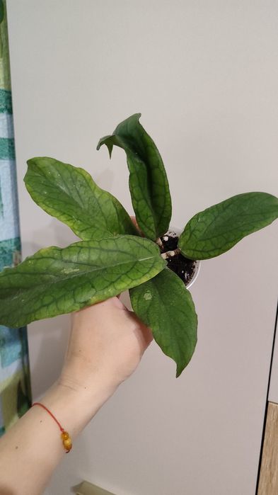 Хойя укорененная Golden Eye