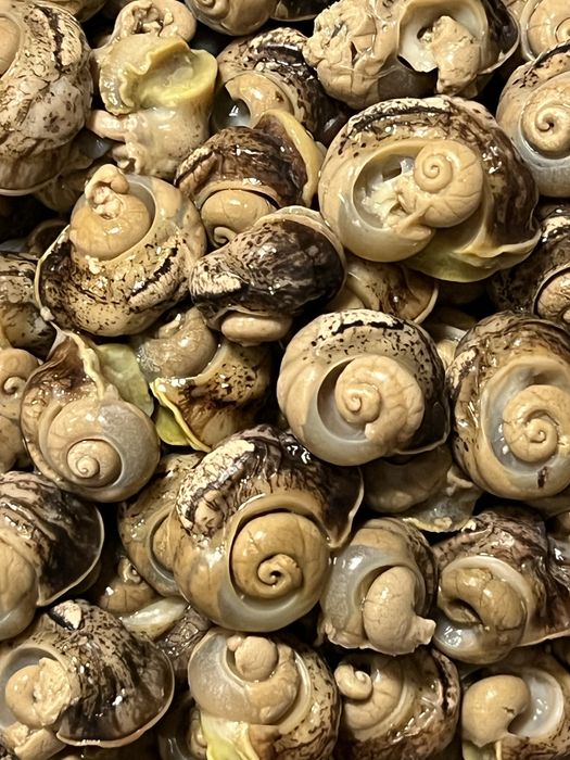 Філе равлика Helix Aspersa Muller та Maxima.