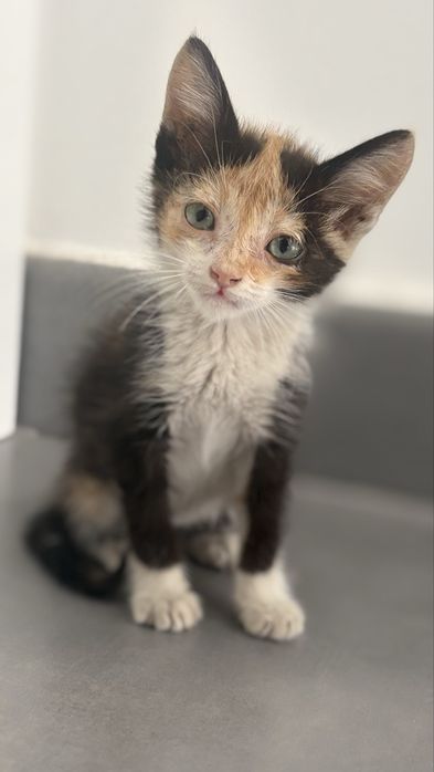 Gatinha para adopção (Contribuicão 30€ para despesas)