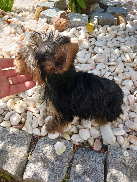 Yorkshire terrier macho