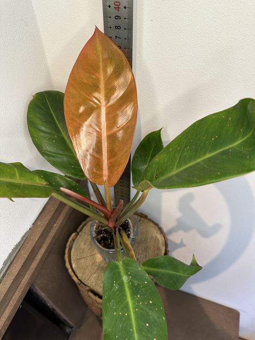 Філодендрон Philodendron  Bonus