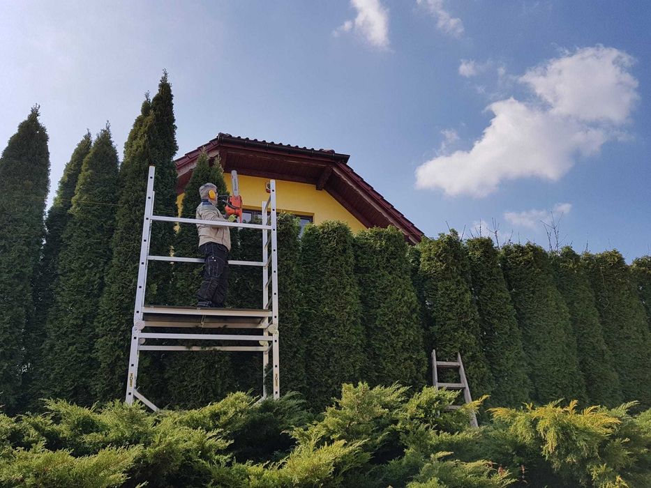 Przycinanie drzew. Żywopłoty. Pielęgnacja ogrodów.Oczyszczanie działek