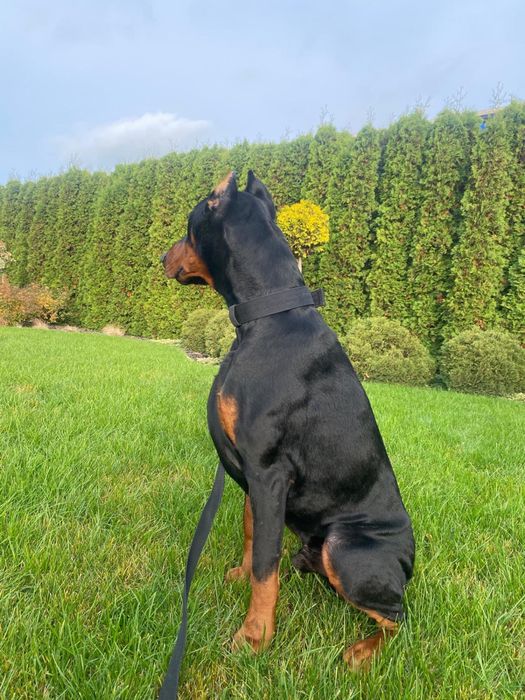 Doberman szczeniak