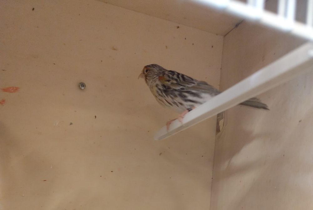 Lote de ágatas mosaicos vermelhos