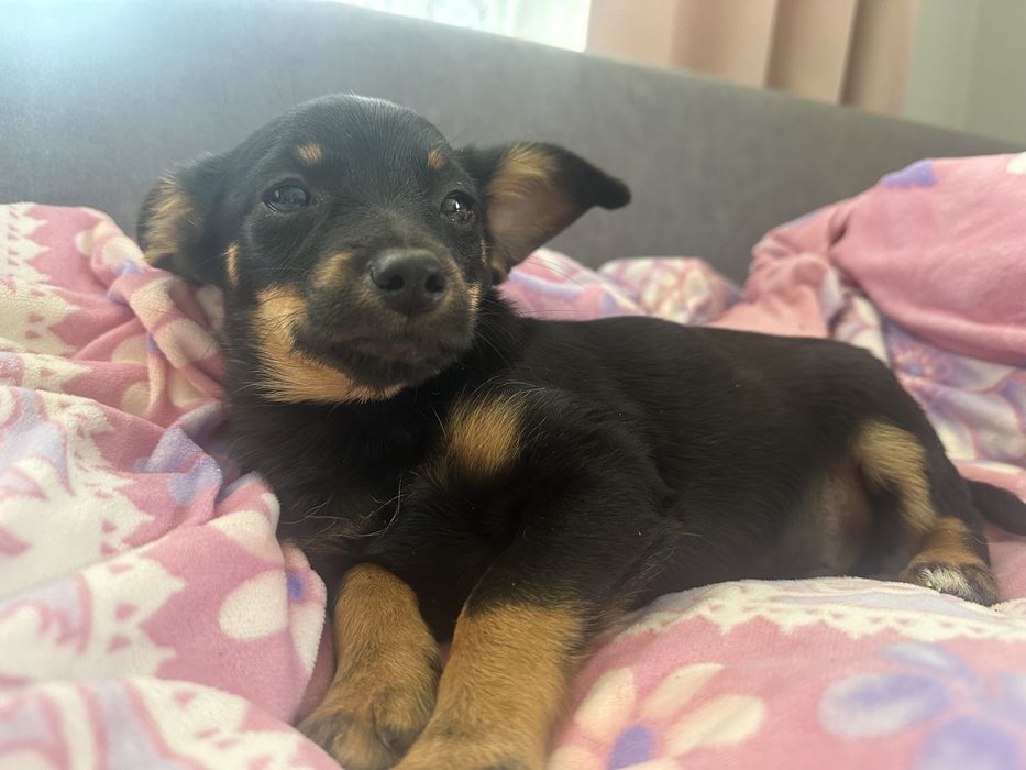 Małe pieski do oddania