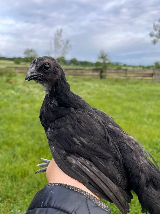 Pisklęta ayam cemani