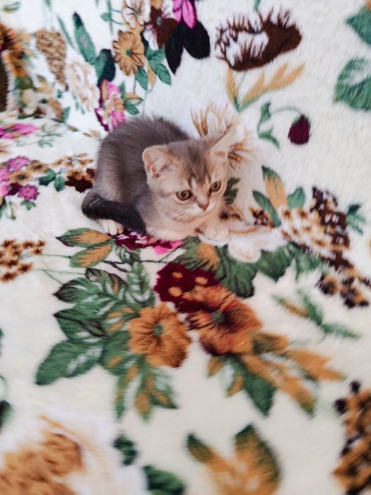 Ексклюзивні кошенята