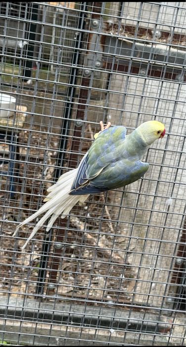 Violeta Turquesa Cc Macho 2024