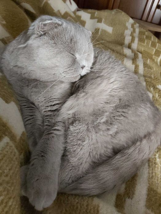 Шотландський висловухий ліловий котик