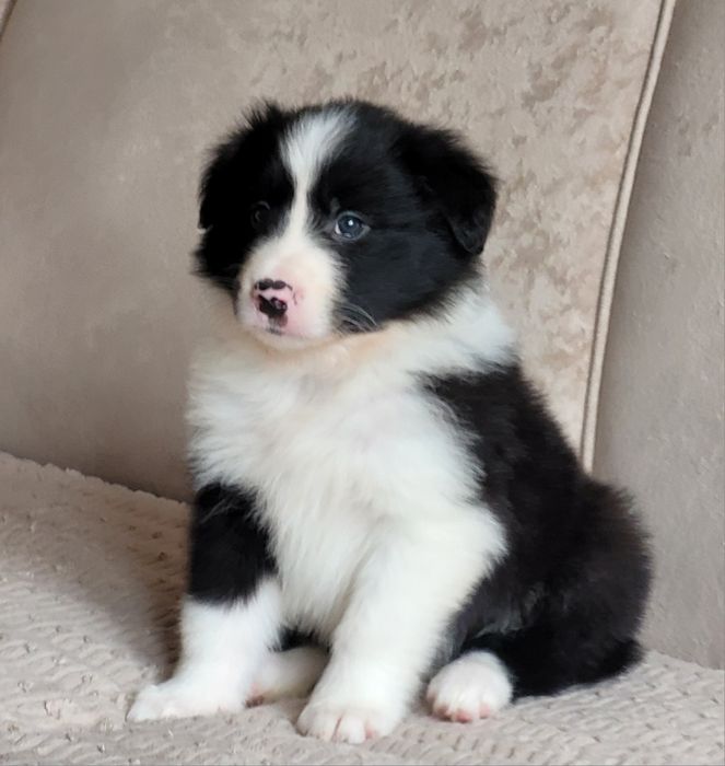 Border Collie Piesek  Zaprasza