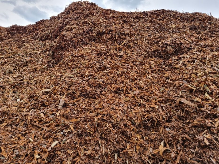 Kora Sosnowa Luzem – Czysta, Prosto z Tartaku – Transport!