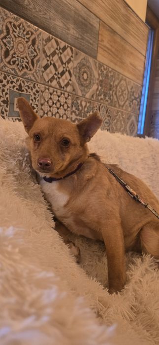 12 kg piesek do adopcji