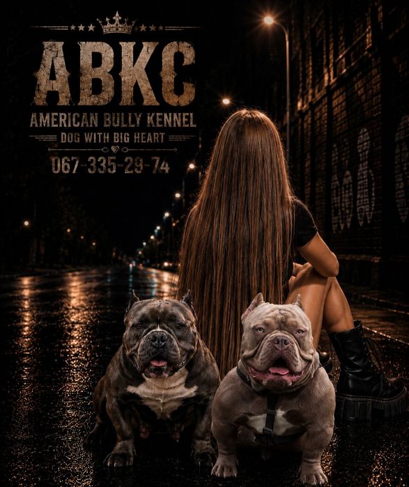 Щенки Американский Булли,  тип покет.  Документы ABKC