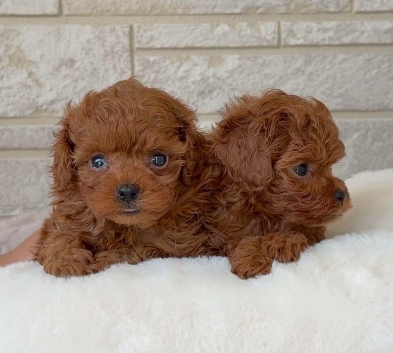 Мальтипу F1 мини и стандарт