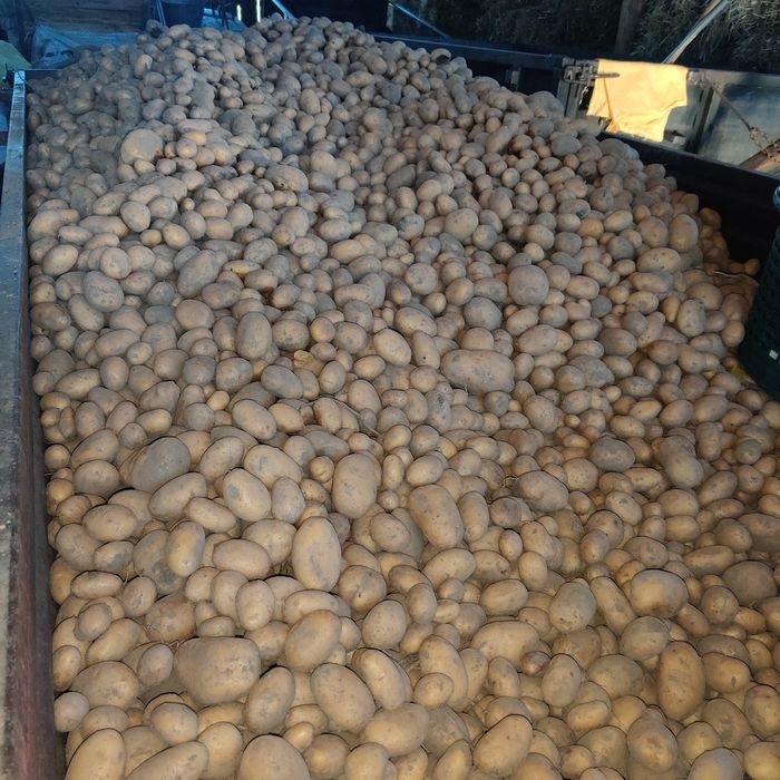 Ziemniaki ręcznie przebierane