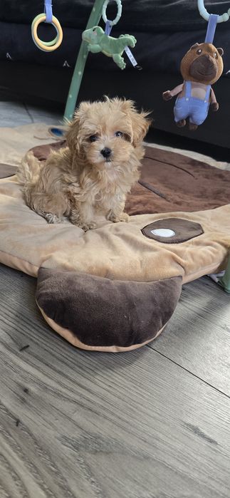 Maltipoo Szczeniaczek Suczka