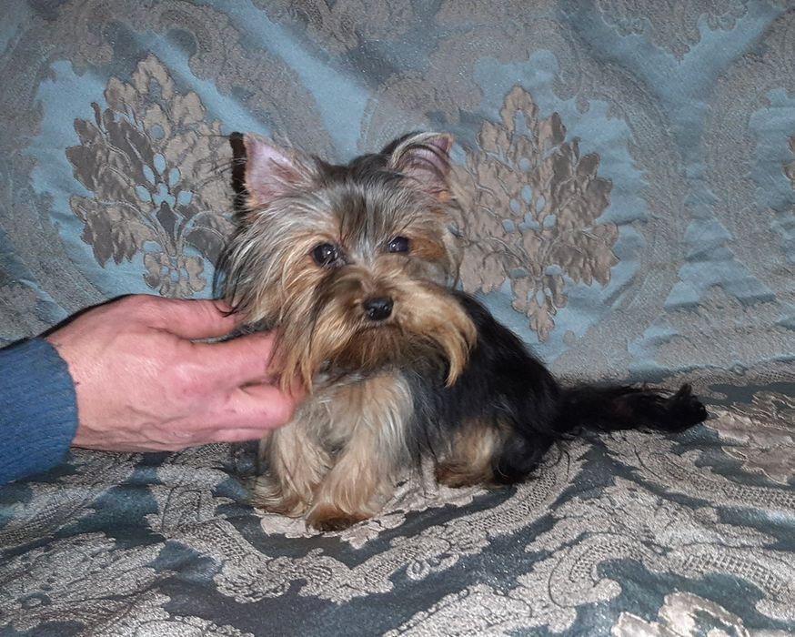 Мини девочка йоркширского терьера 8 месяцев.