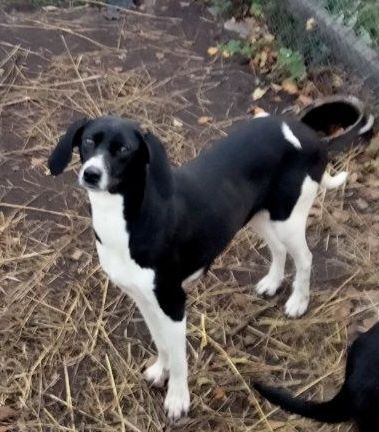 Віддам собак безкоштовно в добрі і люблячі