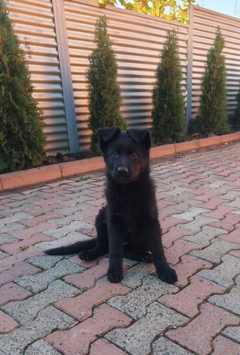 Німецька вівчарка