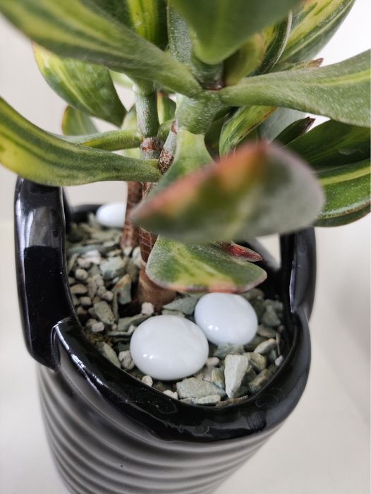 Красула Солана у керамічному горщику-вазі, ідеально на подарунок