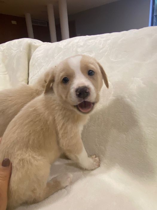 Cãezinhos para adoção