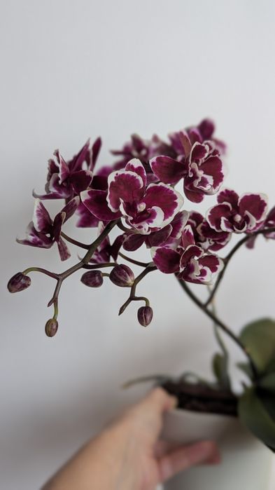 Орхідея фаленопсис ексклюзив.