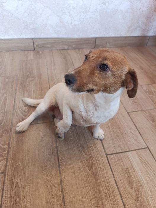 Urocza suczka szuka domu