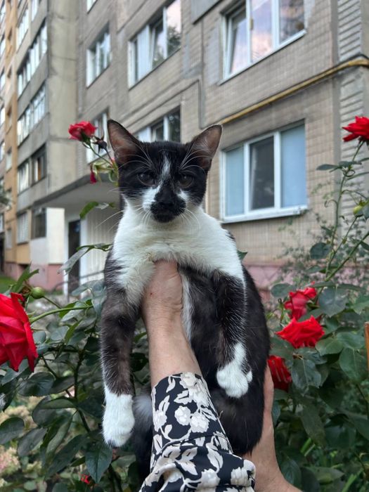 Віддам в добрі руки кошеня