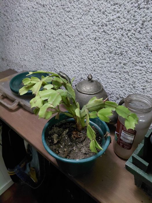 Vaso com suculenta 5€