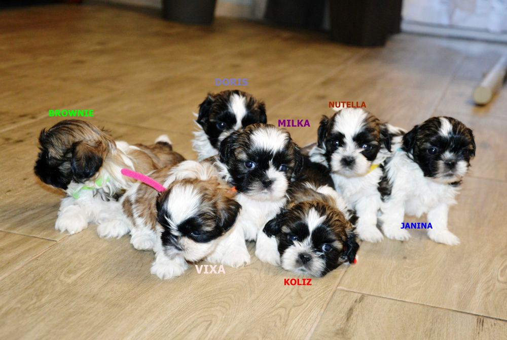 Szczenięta Shih Tzu