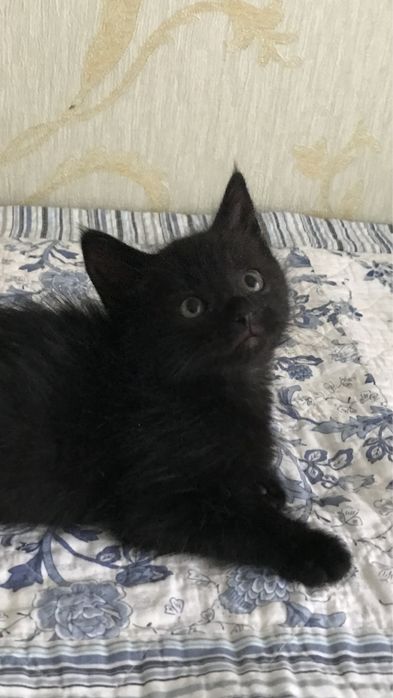 Котята кошки коты
