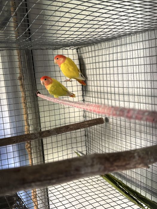 Agapornis lutinos opalinos