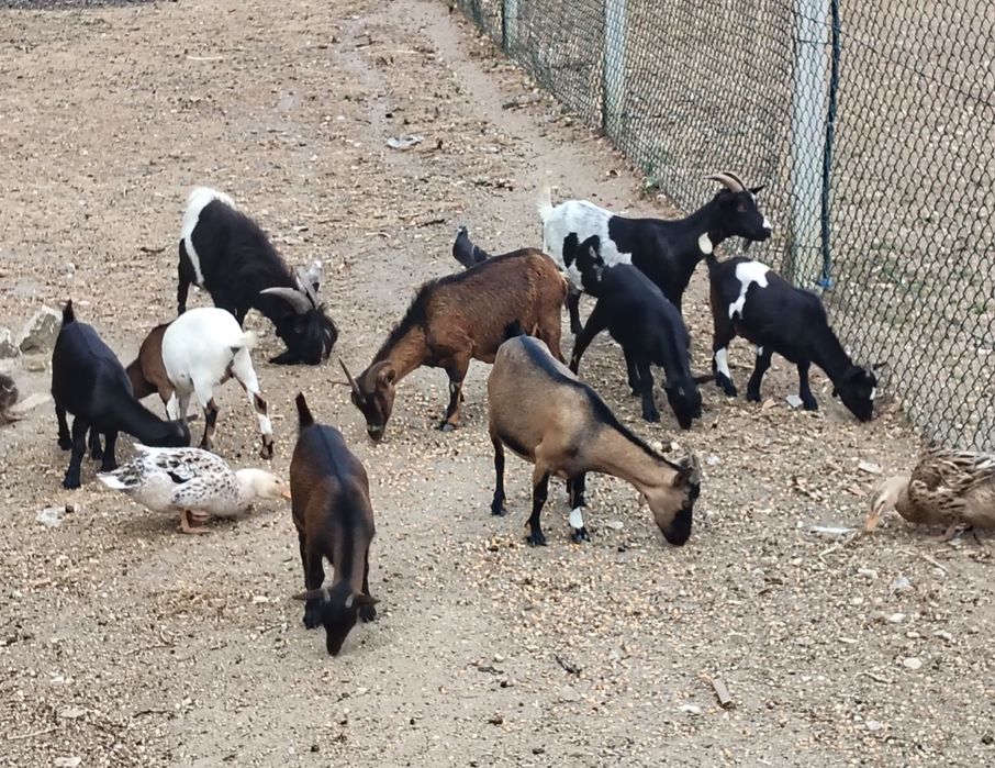 Cabras Anas com 8 meses
